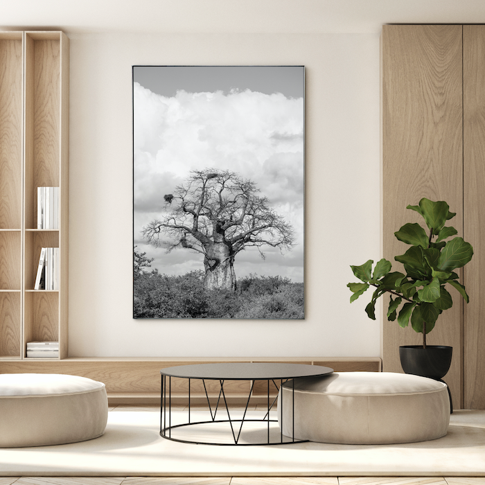 Baobab_1lowres.png