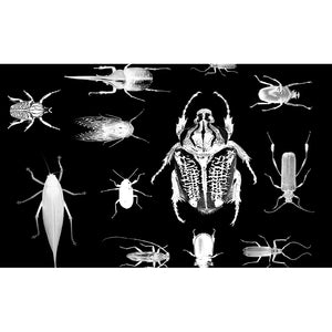Bug Hunter Wallpaper
