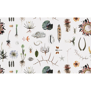 Cabinet of Natural Curiosities (colour) Wallpaper