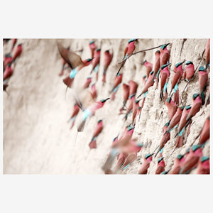 Carmine_204_88f0f627-9c62-4229-8493-ce8a596031b5.jpg