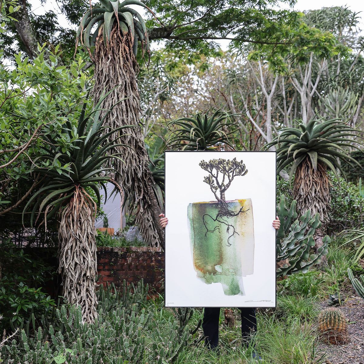 Crassula insitu.jpeg