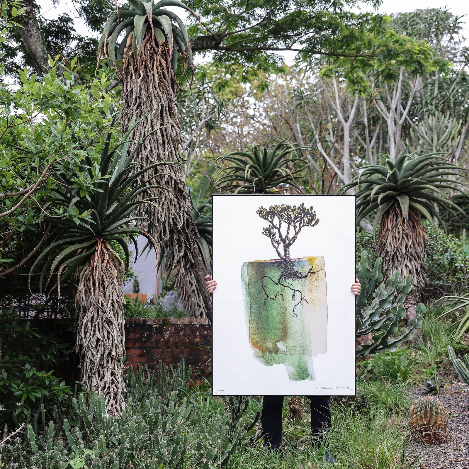 Crassula insitu.jpeg