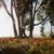 Daisies and Trees