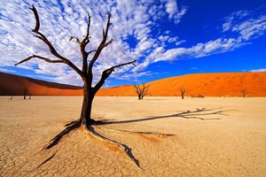 Dead Trees DeadVlei Namibia