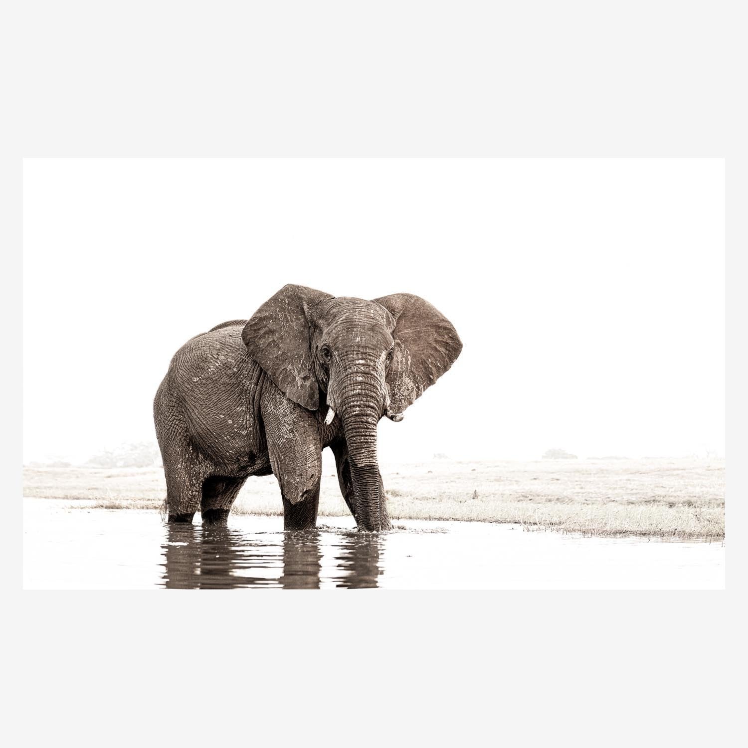 ElephantStare.jpg