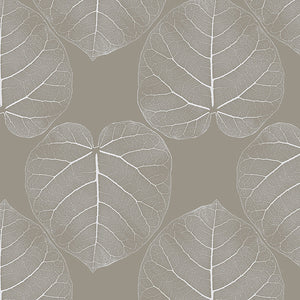 Ficus (Maple Tree) Wallpaper
