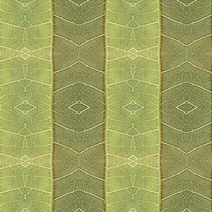 Ficus Ingens Wallpaper