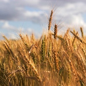 Field
