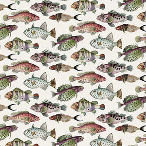 Fish Cream Wallpaper