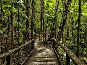 Forest Walk Way Fraser Island Australia