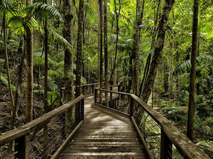 Forest Walk Way Fraser Island Australia