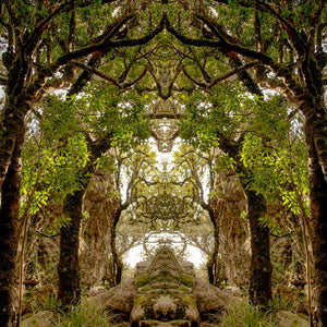 Forest of Arches wallpaper