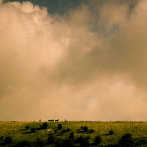 I Love Horses