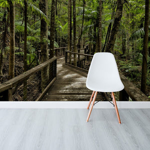 Forest Walk Way Fraser Island Australia