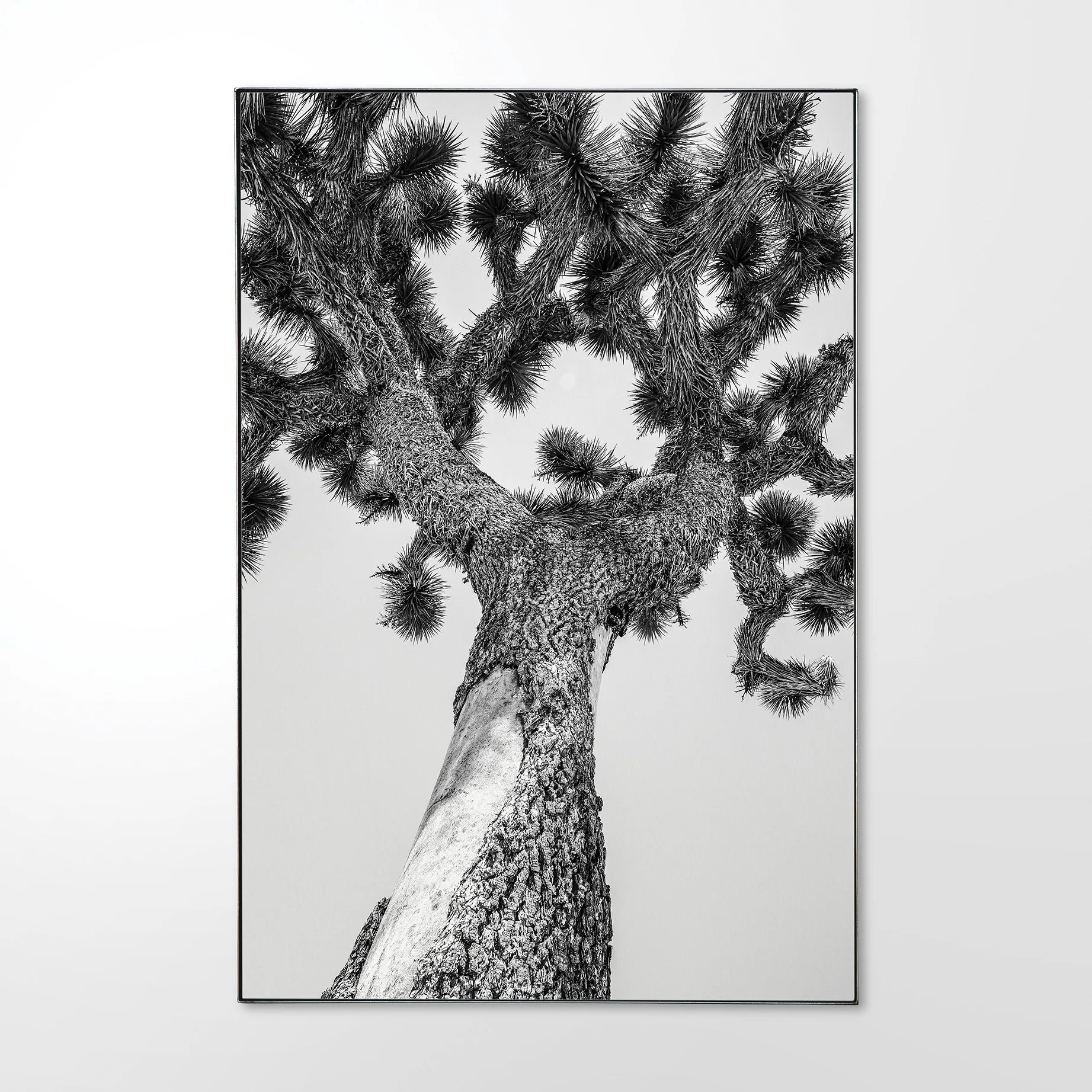 Joshua-tree.jpg