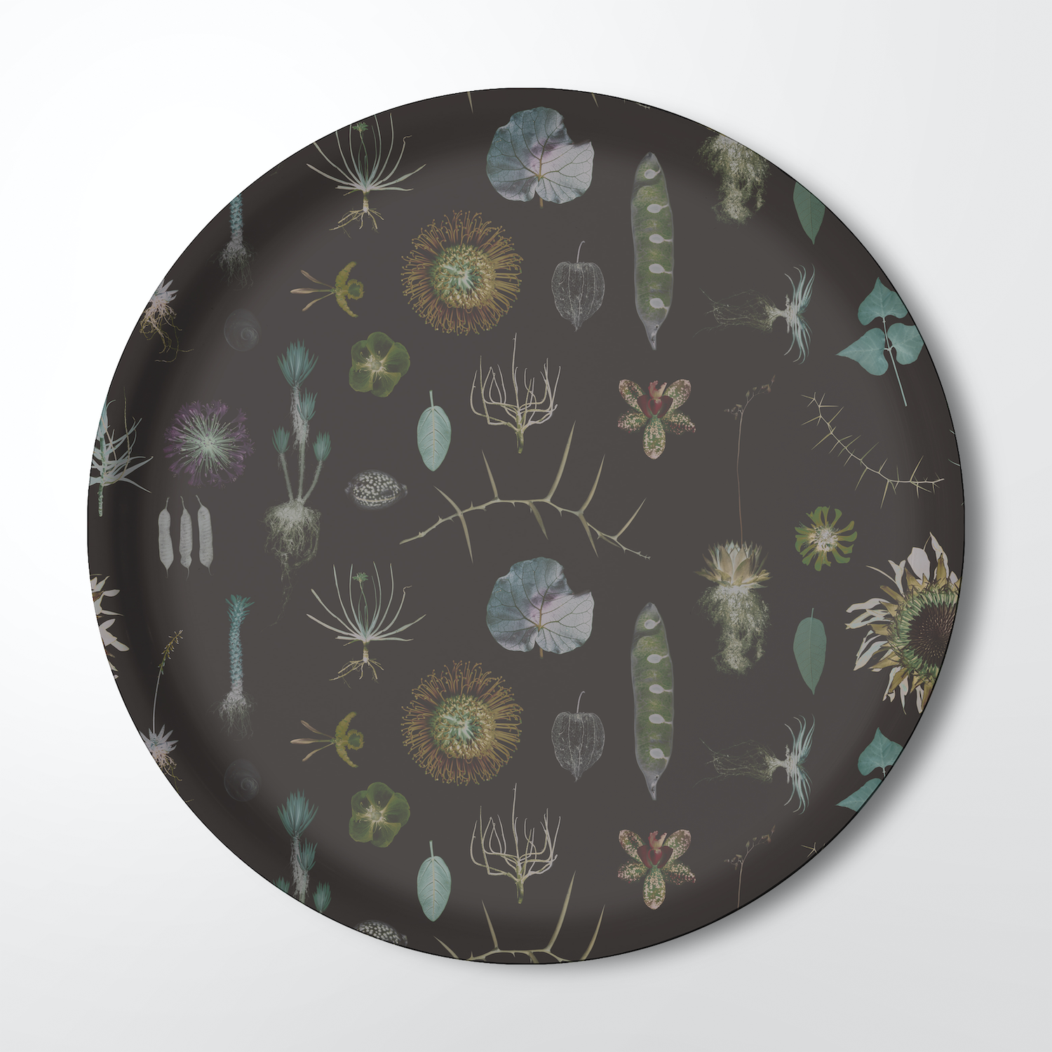 b1563a78ec59337587f6ab6397699afc%2FKW-ST-26-Natural curioities %28brown%29.png