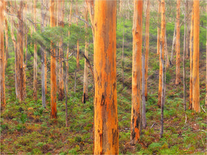 Karri Trees Margaret River Western Australia