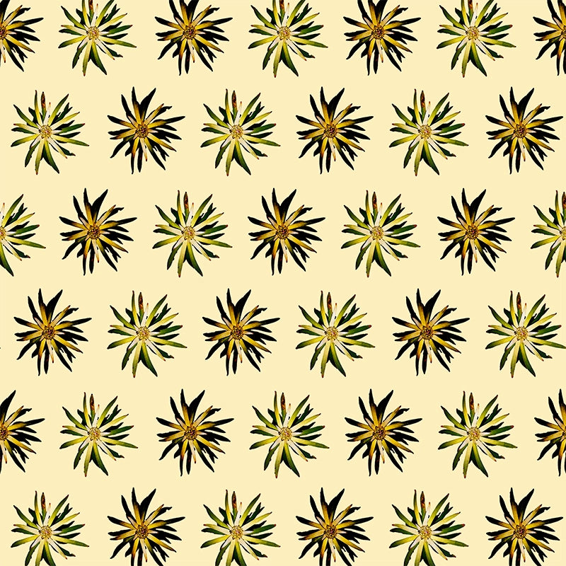 Leucadendron-Flowers-on-Cream-by-Louisa-Gerryts.webp
