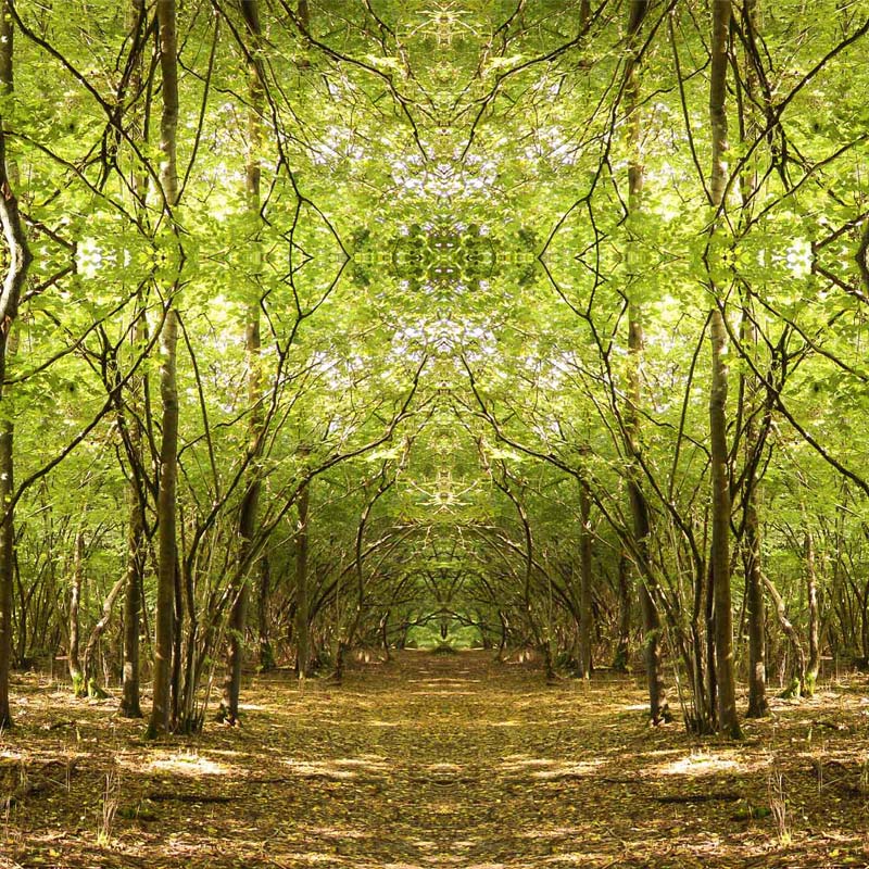 Lime Avenue wallpaper