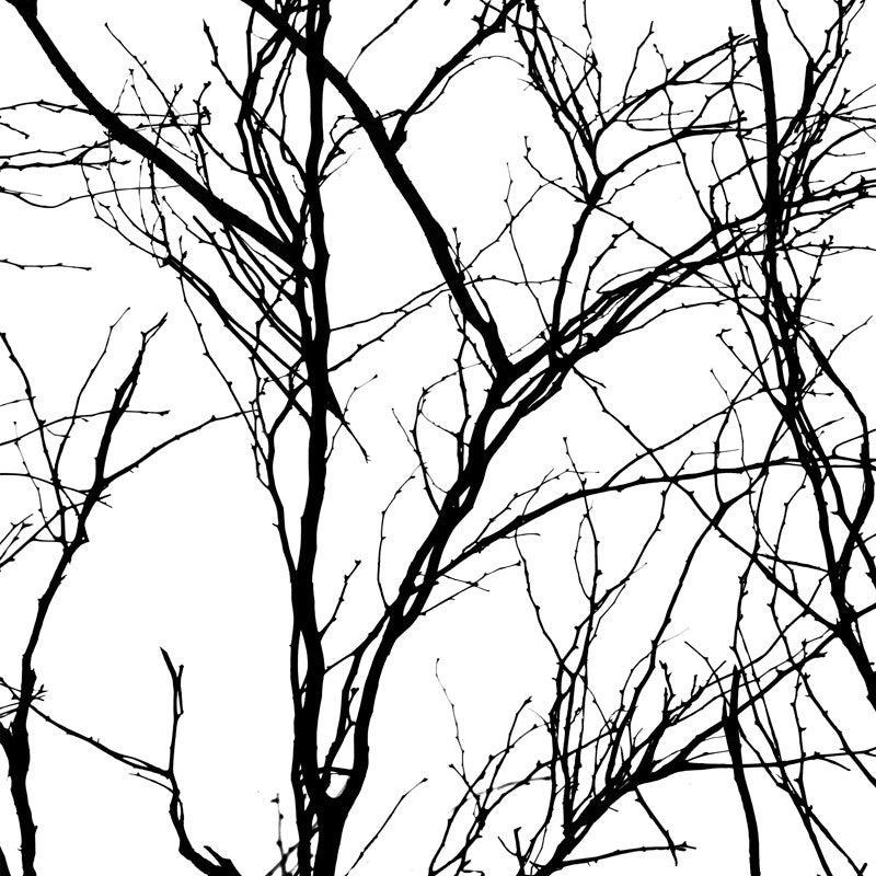 Branch – White Wallpaper