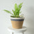 MiaMelangeBSK1179631R-MPlanterM-GreyJuteJungle4sq_1512x_2f9a7cc2-2635-40e0-ae85-a7cc5da07871.jpg