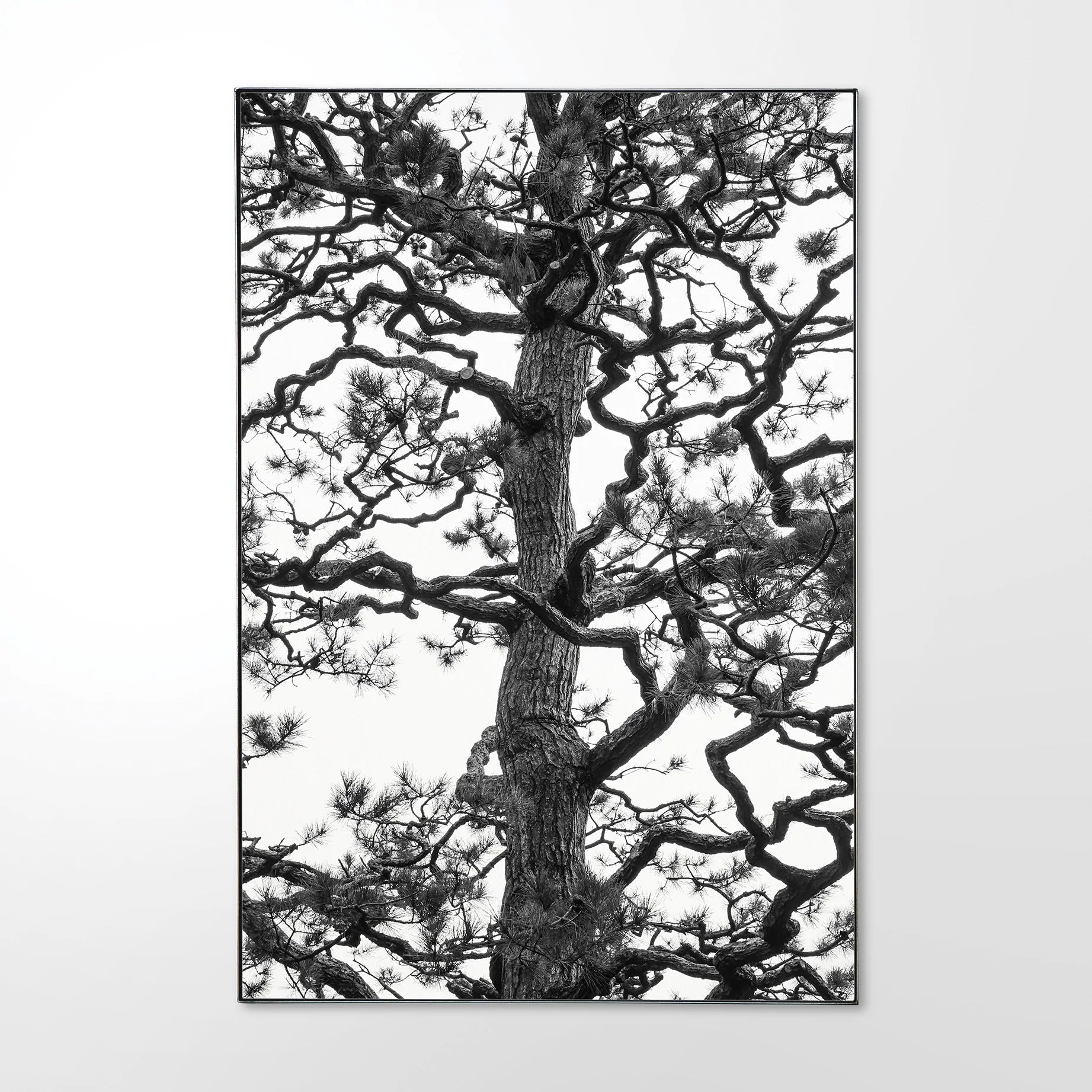 Monterey-Pine-_1.jpg