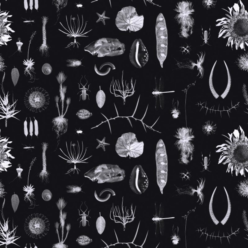 Natural Curiosities Black & White Wallpaper