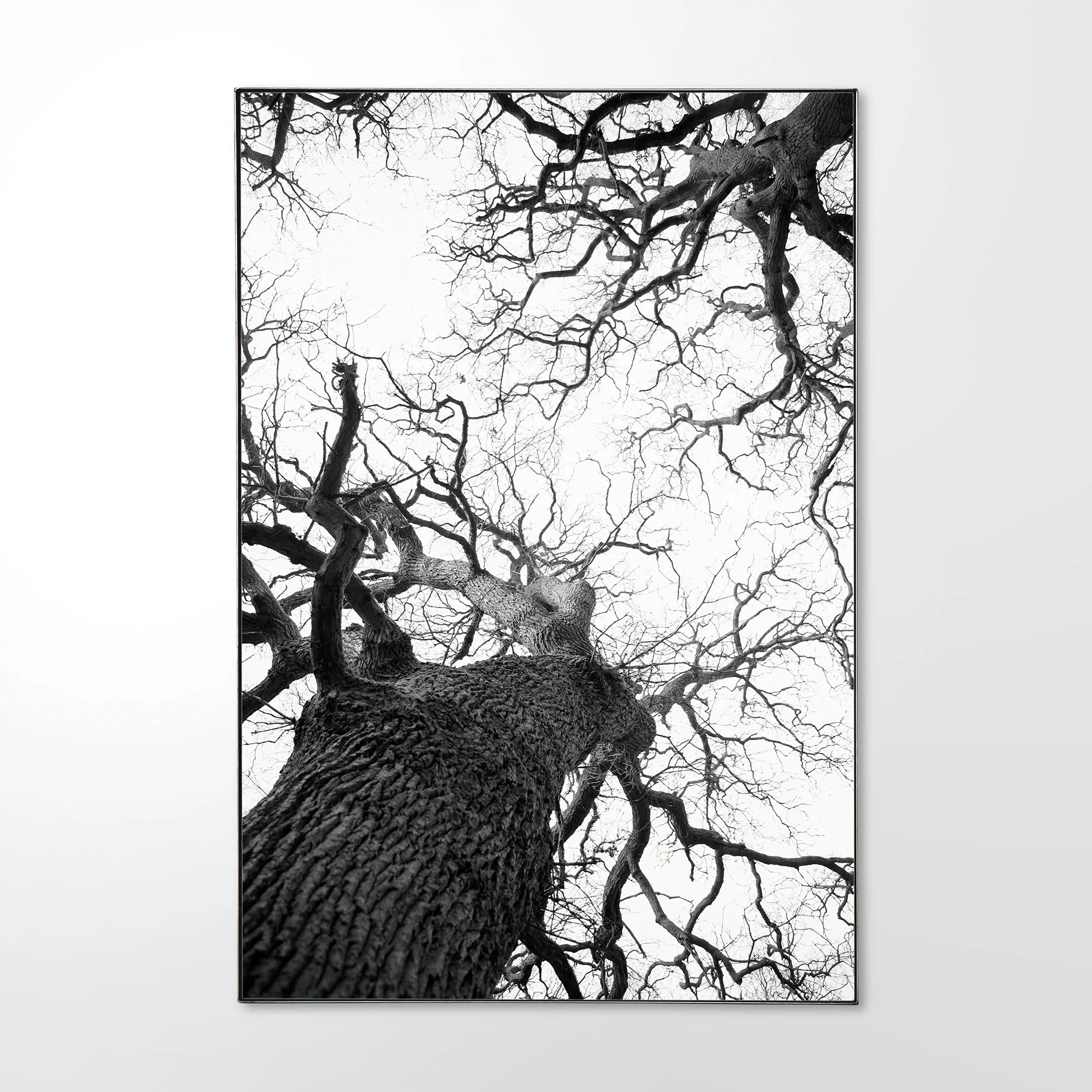 Oak-tree-_1.jpg