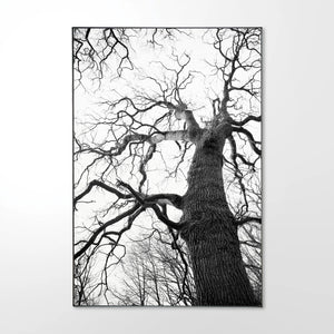 Oak-tree-_2.jpg