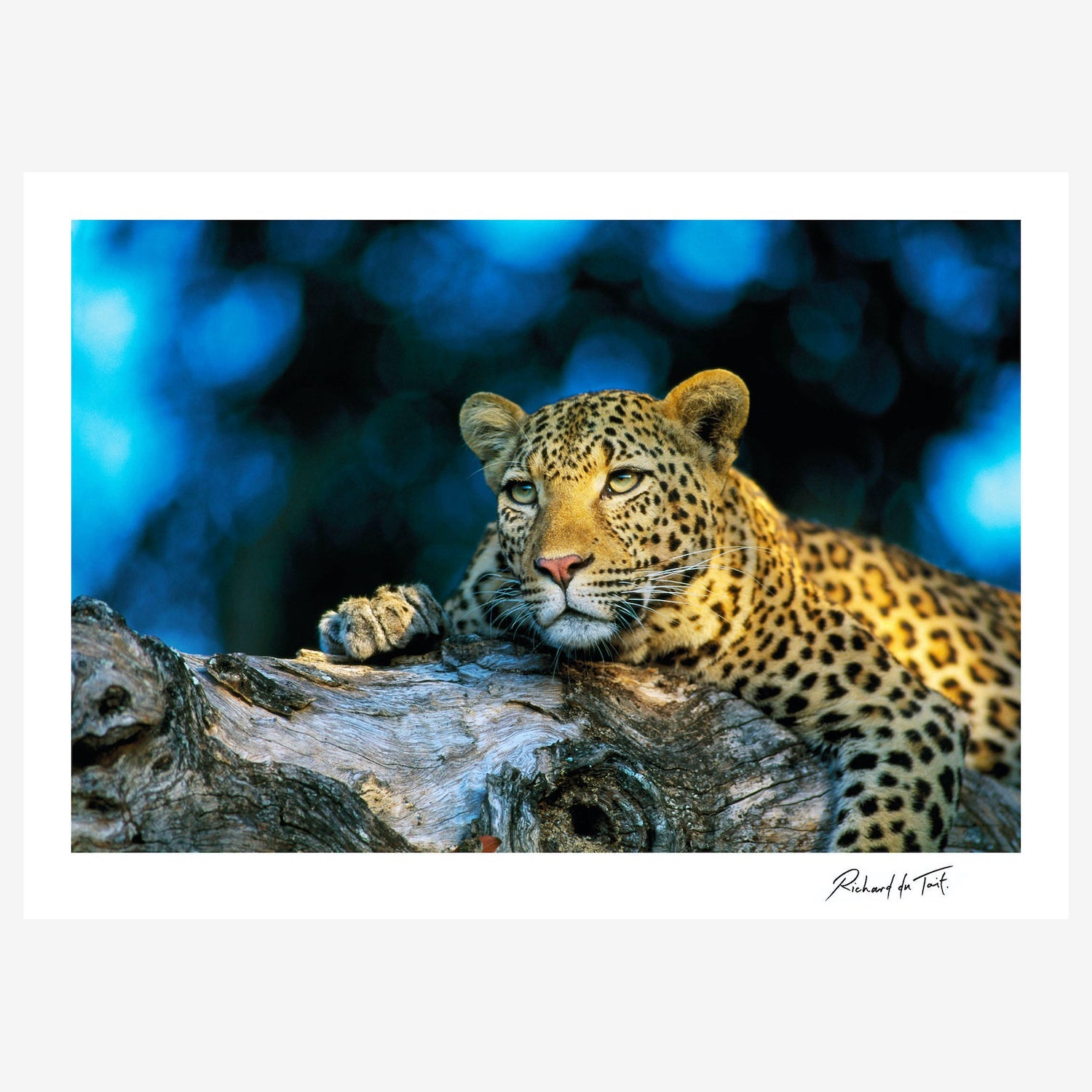 LeopardMalamala-insitu1.jpg
