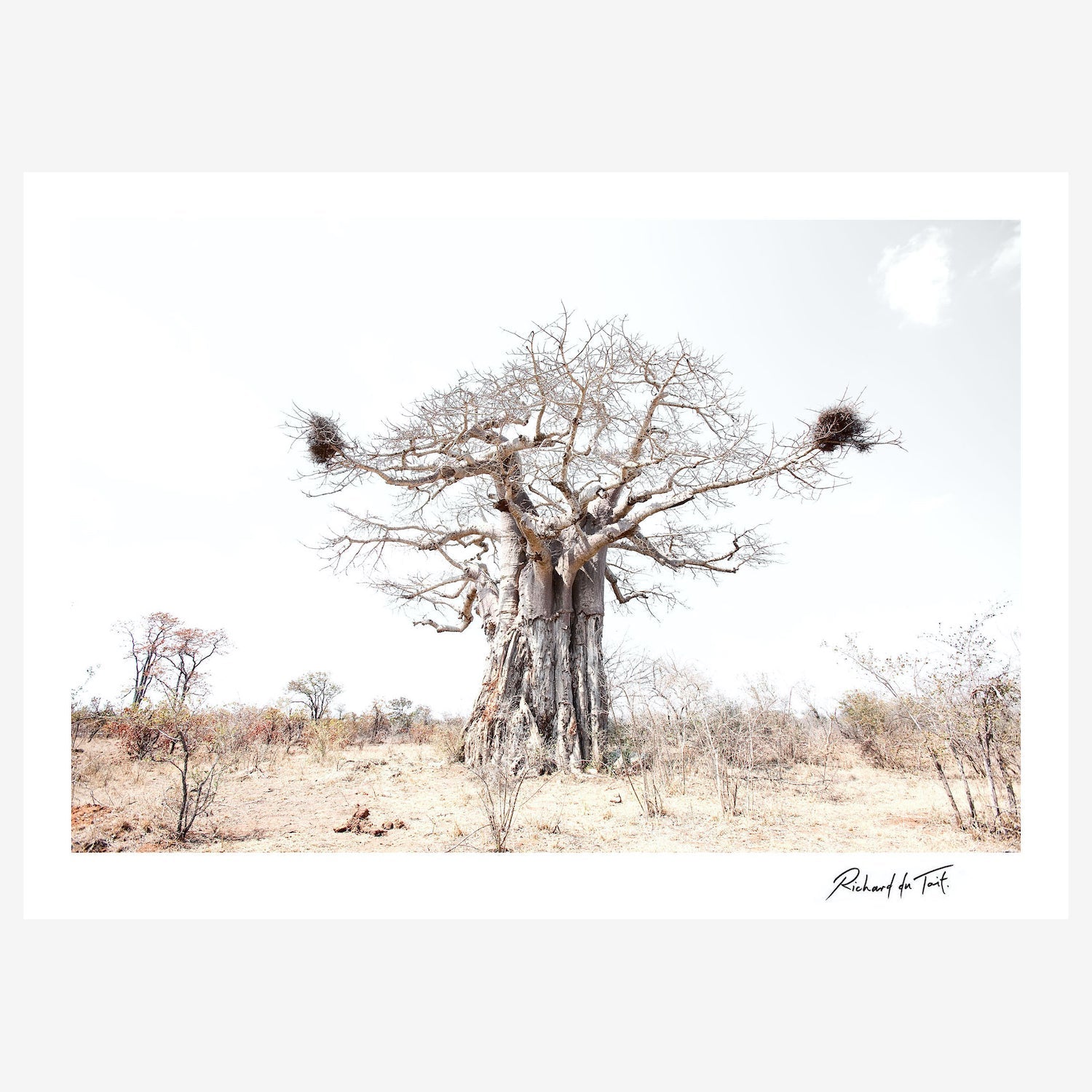 Baobab-insitu1.jpg