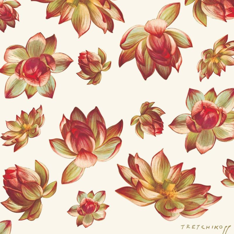 Lotus Flower wallpaper