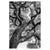 b1563a78ec59337587f6ab6397699afc%2FTS17 Rakuku II.jpg