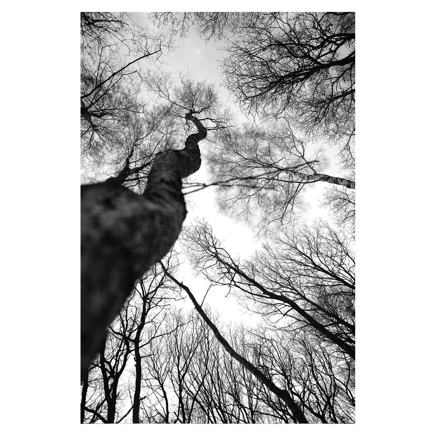 b1563a78ec59337587f6ab6397699afc%2FTS25 Glade V.jpg
