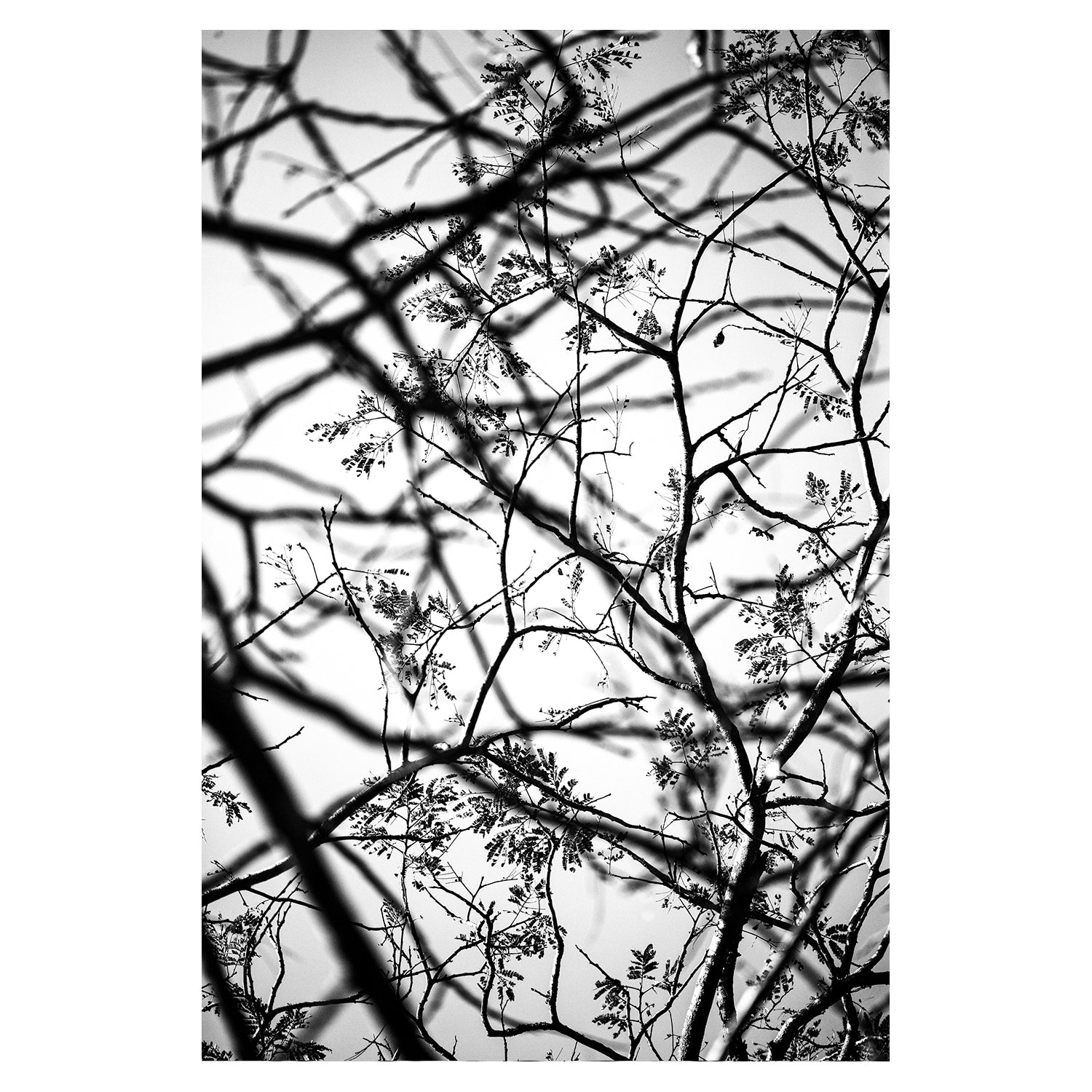 Crown Art Print