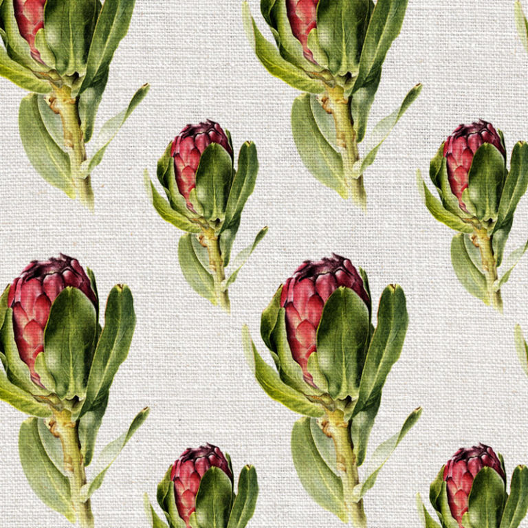 Protea Grandiceps Colour Wallpaper
