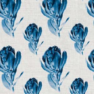 Protea Grandiceps Blue Wallpaper