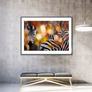 Zebra, Kruger Park art print