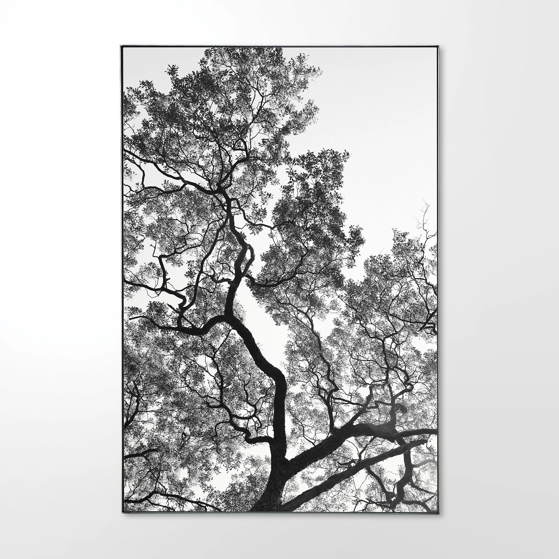 Zulu-Milkberry Limited Edition Canvas