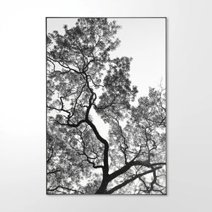 Zulu-Milkberry Limited Edition Canvas
