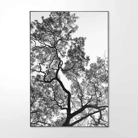 Zulu-Milkberry Limited Edition Canvas