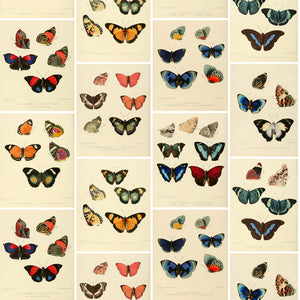 butterflies-800.jpg