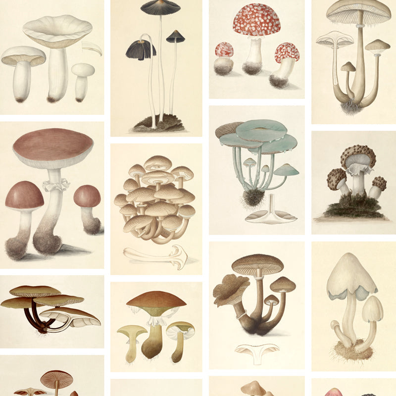 mushrooms-800.jpg