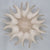 Seed capsule image 4.jpg